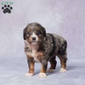 Abby, Mini Bernedoodle Puppy